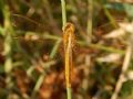 Crocothemis erythraea