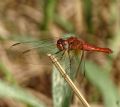 Crocothemis erythraea