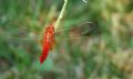 Crocothemis erythraea