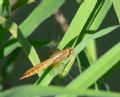 Crocothemis erythraea