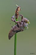 Libellula depressa