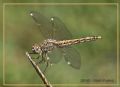 Brachythemis impartita