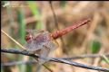 Crocothemis erythraea