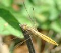 Crocothemis erythraea