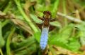 Libellula depressa