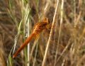 Crocothemis erythraea