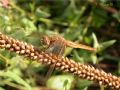 Crocothemis erythraea