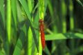 Crocothemis erythraea