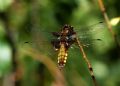 Libellula depressa