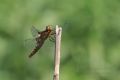 Libellula depressa
