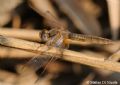 Crocothemis erythraea