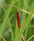 Crocothemis erythraea