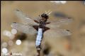 Libellula depressa