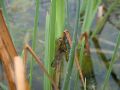 Libellula depressa