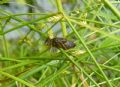 Crocothemis erythraea