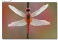 Crocothemis erythraea