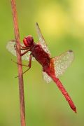 Crocothemis erythraea