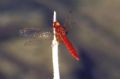 Crocothemis erythraea