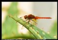 Crocothemis erythraea