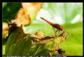 Crocothemis erythraea