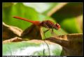 Crocothemis erythraea