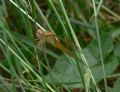 Crocothemis erythraea