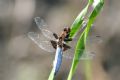 Libellula depressa