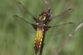 Libellula depressa