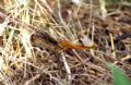 Crocothemis erythraea