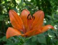 Lilium bulbiferum  subsp. bulbiferum