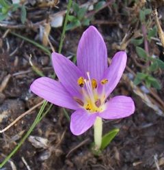 Colchicaceae