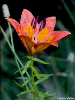 Liliaceae