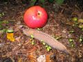 Limax aldrovandi