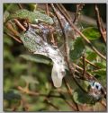 Limax maximus