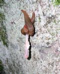 Limax ciminensis