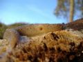 Limax sp. n.