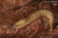 Limax sp.