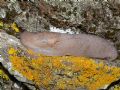 Limax bivonae