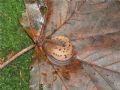 Limax alpinus