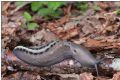 Limax tipo Marradi