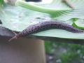 Limax maximus