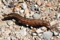 Limax alpinus