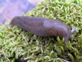 Limax cf. bivonae