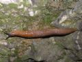 Limax millipunctatus Pini