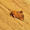 Apoda limacodes