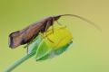 Limnephilus lunatus
