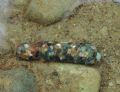 Potamophylax sp.