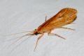 Anabolia sp.
