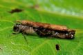 Halesus  