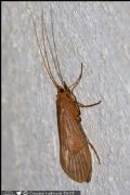Stenophylax sp.